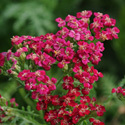 Thumb_achillea_newvintagered_cu_large_webready