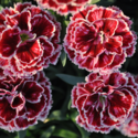 Thumb_dianthus_constantbeauty_crushburgundy_cu