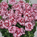 Thumb_dianthus_constantbeauty_crushpink