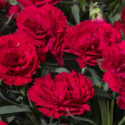 Thumb_dianthus_constantbeauty_red_cu