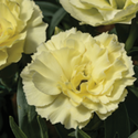 Thumb_dianthus_constantbeauty_yellow_thumb